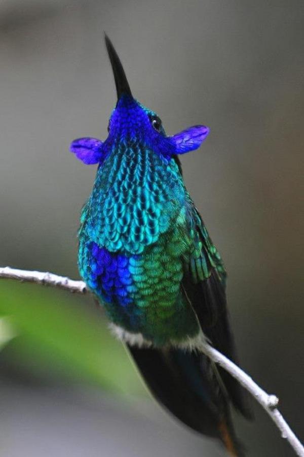 The Violet Sabrewing cuteanimalsworld