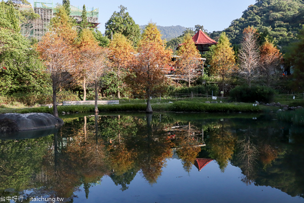 太平落羽松|太平苗圃裡面隱藏著湖光山色美麗倒影,近東汴國小 太平落羽松|太平苗圃裡面隱藏著湖光山色美麗倒影,近東汴國小