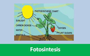 Pengertian Fotosintesis Dan Proses Fotosintesis