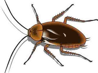 sapne mein cockroach dekhna सपने में कॉकरोच देखने से क्या होता है sapne mein cockroach dekhna सपने में कॉकरोच देखने से क्या होता है