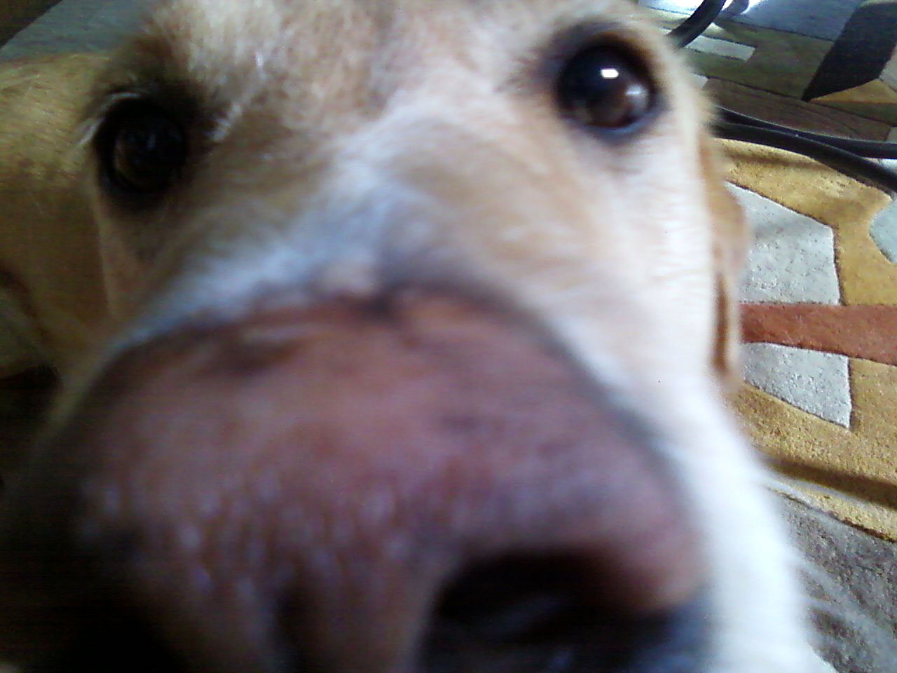 Polishing The Double Wide Turd Sweet Butter Dog