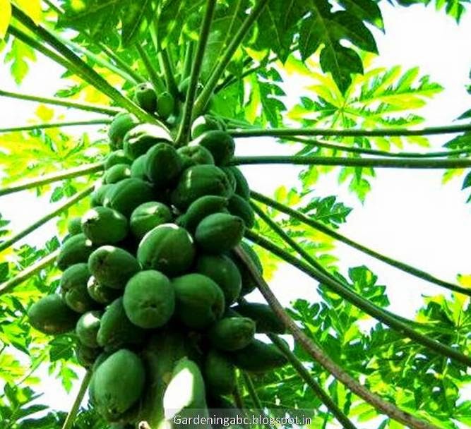 Growing Papaya Some Tips to Remember Aquaponics And Hydroponics Systems
