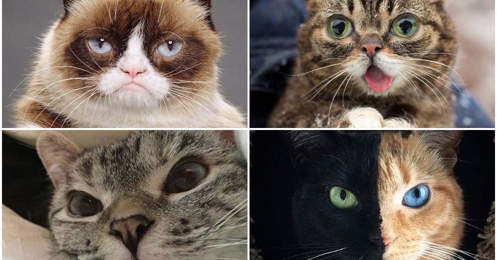 Meet 5 most Famous Cat in Facebook I love animals