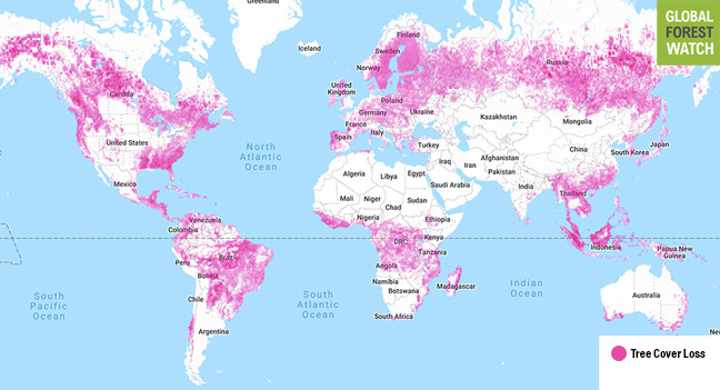 Global forests. Global forest watch. statistics of deforestation in the world.