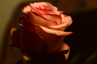Rose, Roza, hoa hồng, Roses, faqekuq, ruže, バラ, Rose, Roza, hoa hồng, Roses, faqekuq, ruže, バラ, roser, roses, roosid, ruusut, Rožės, rōhi, рози, rozen, róże, rosas, Розы, Ro, Rosas, růže, Güller, троянди, rózsák, τριαντάφυλλα, Руже,