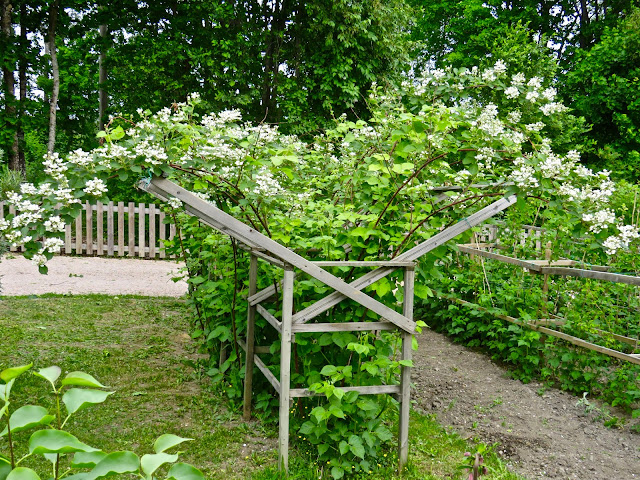 Karhunvatukka Pelko