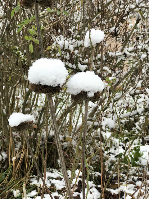 Samenstände vom Brandkraut mit Schneehaube Samenstände vom Brandkraut mit Schneehaube