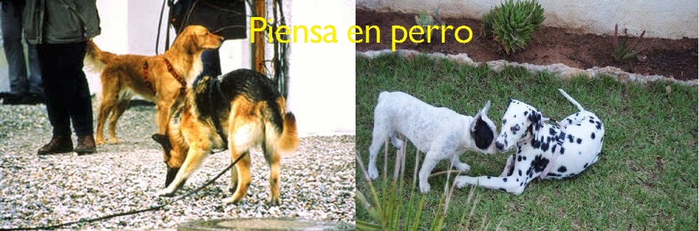 Piensa en perro. 