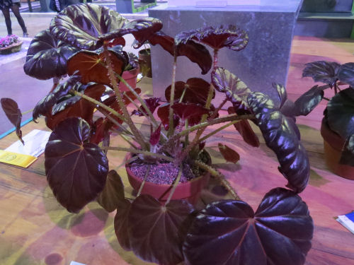 Philadelphia Flower Show 2015- begonia Red Fred
