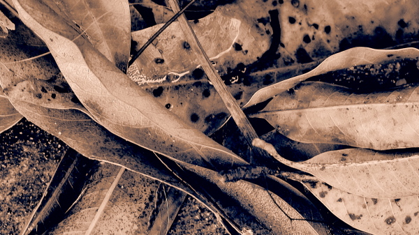 Olympus Viewer 3 (OV3) Art Filter Effects: Gentle Sepia Olympus Viewer 3 (OV3) Art Filter Effects: Gentle Sepia