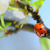 Research Associate and SRF - Agricultural Statistics | Pathology |