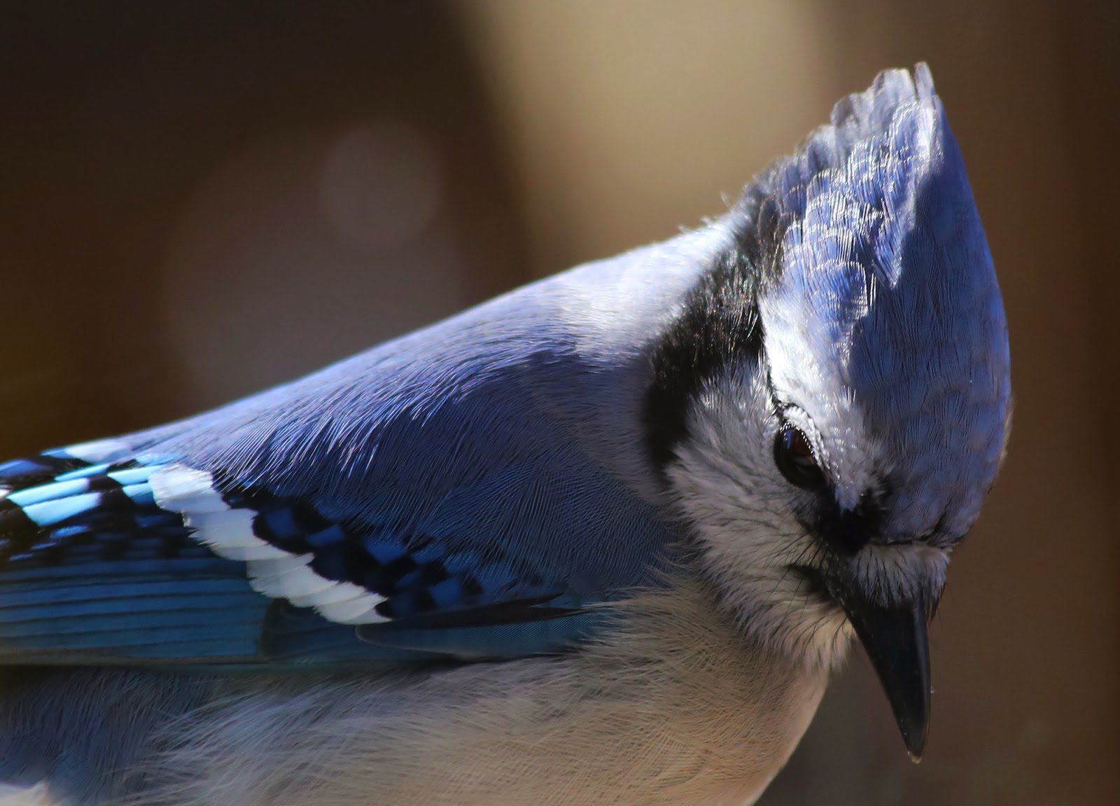 All of Nature: Cardinals, Blue Jays and Sharp Shinned Hawks at Feeders