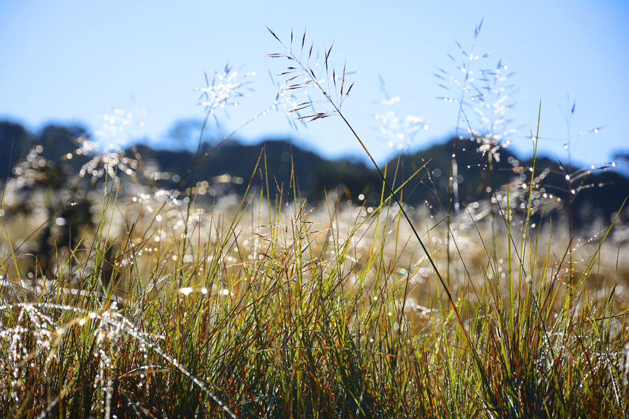 Równiny Horton Plains Równiny Horton Plains