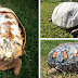 Injured Tortoise Receives World’s First 3D Printed Shell