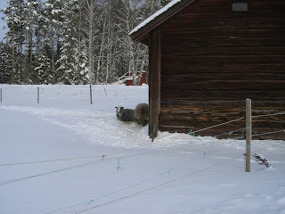 Promenad%2Btill%2Bsj%25C3%25B6n%2B%252810%2529 - Långpromenad till sjön