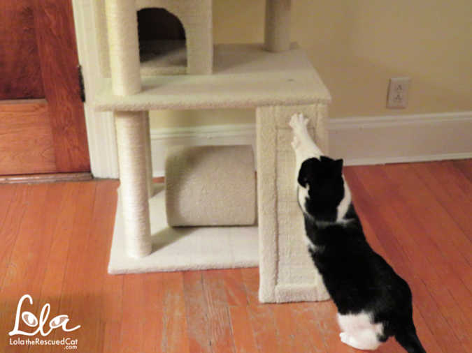 Frisco Cat Tower|Chewy.com