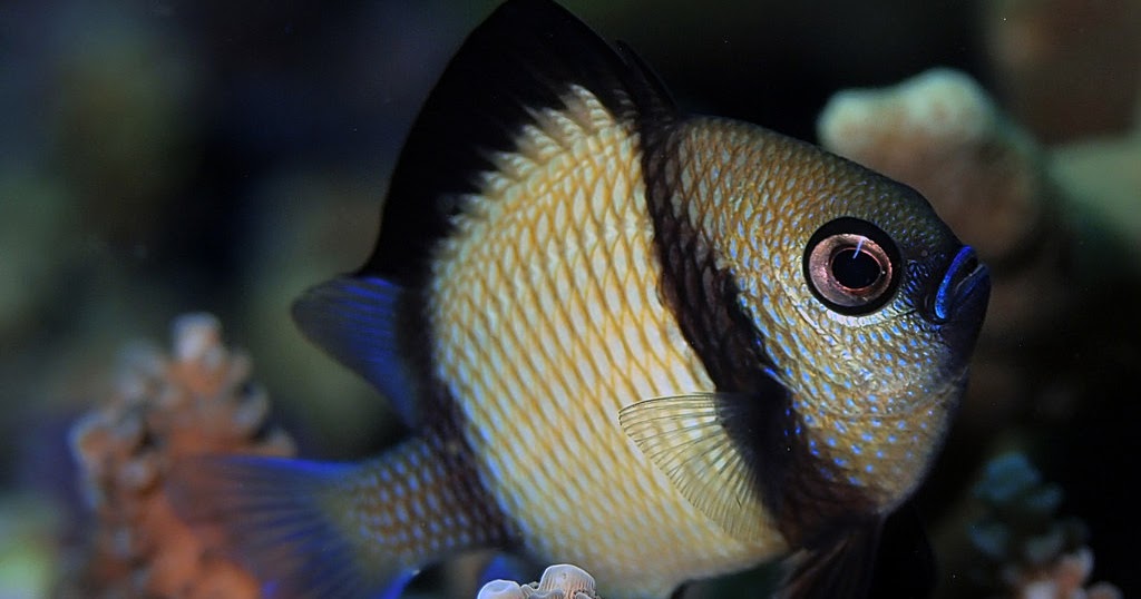 IKAN LAUT ASLI INDONESIA: Dascyllus carneus