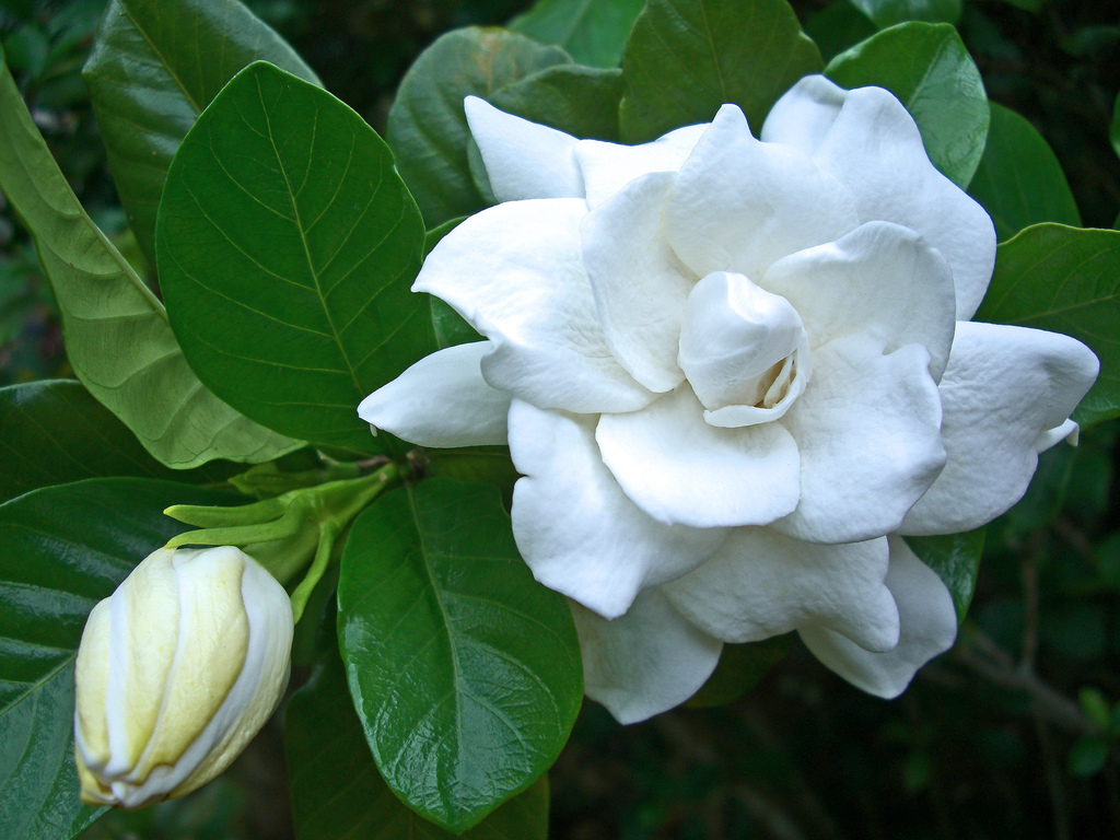 Gardenia flower single picture with bud. WebAndGraph Online Tutorials