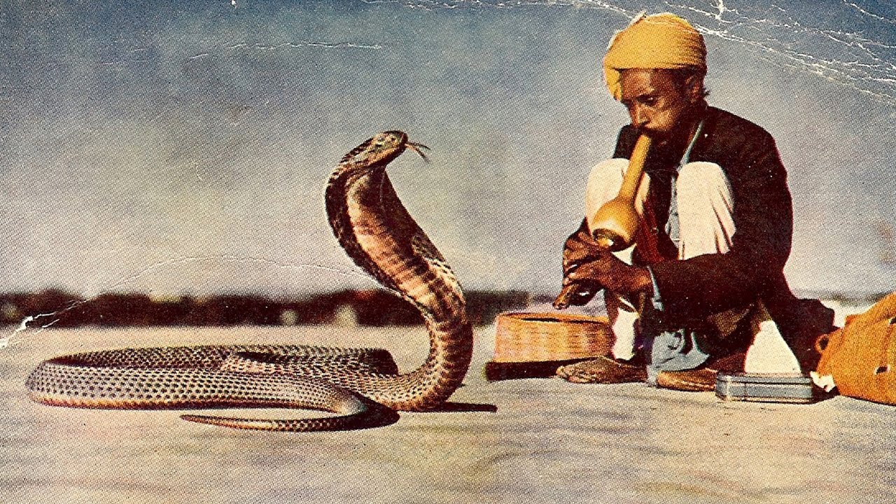 இதழ்: மகுடி கேட்டு ஆடல் ஏனோ!