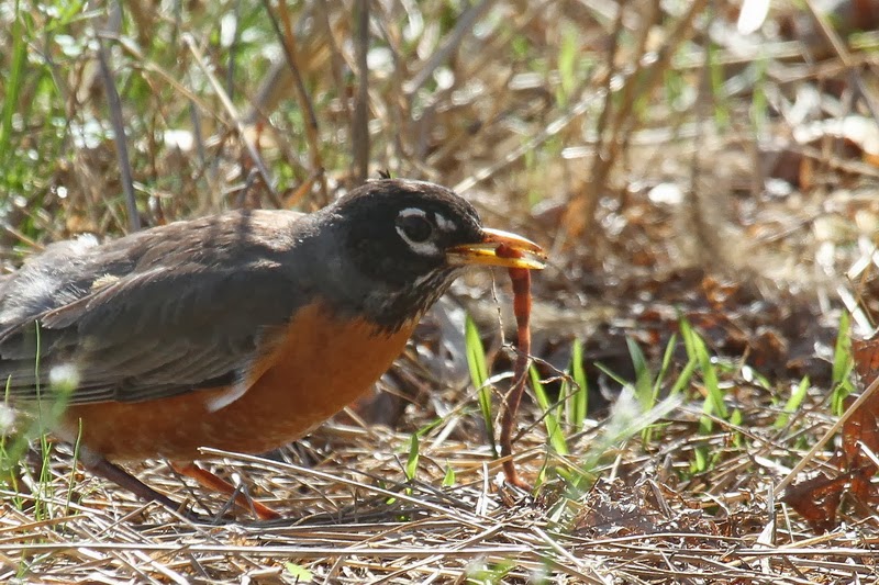 Tails of Birding Wintering Robins