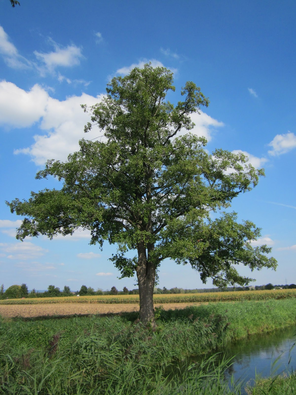 The Black Alder Tree