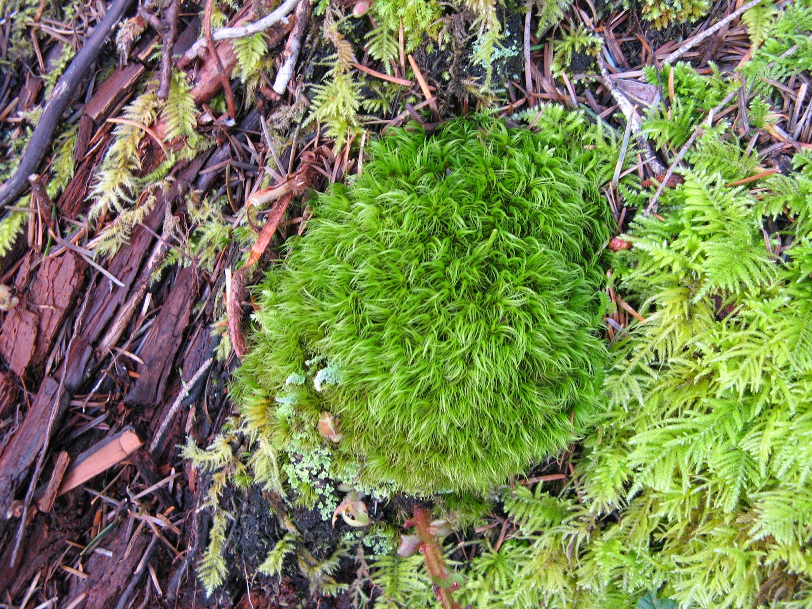 Powell River Books Blog: Coastal BC Plants: White Cushion Moss