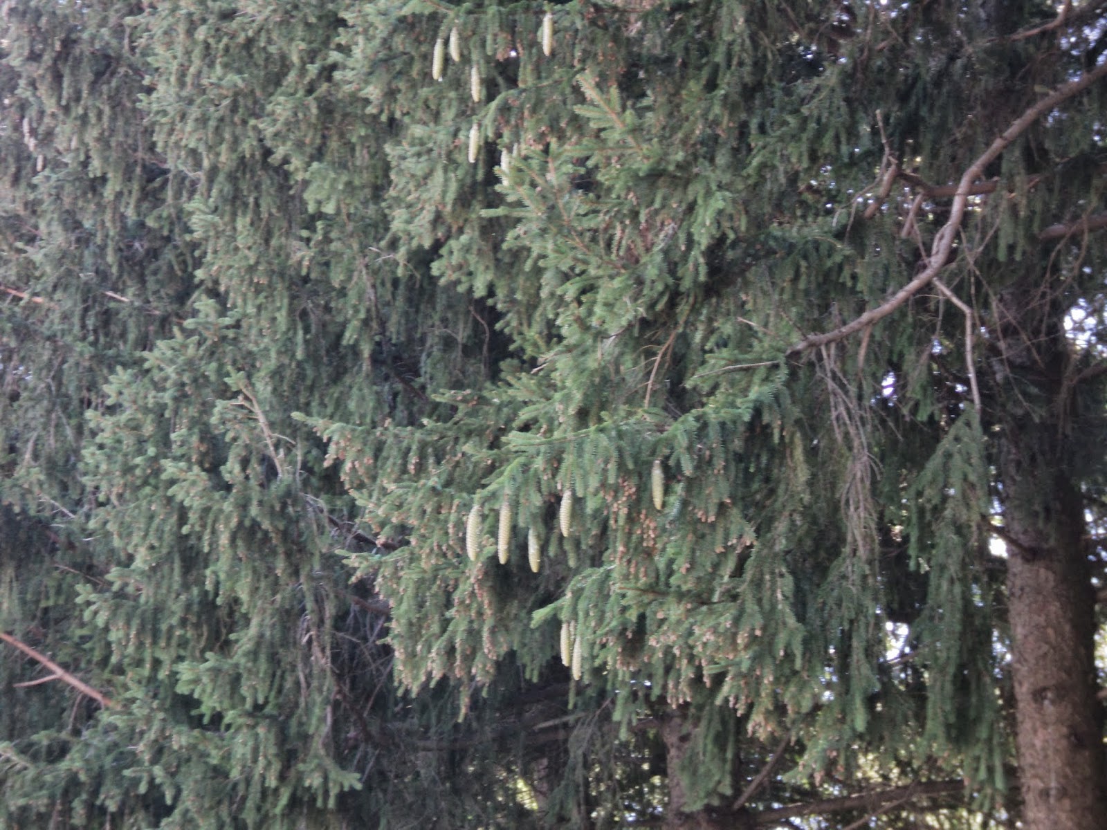 montessori magic Preparing for Fall The Mystery of the Falling Pine