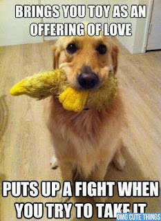 Dog Memes Dog Memes