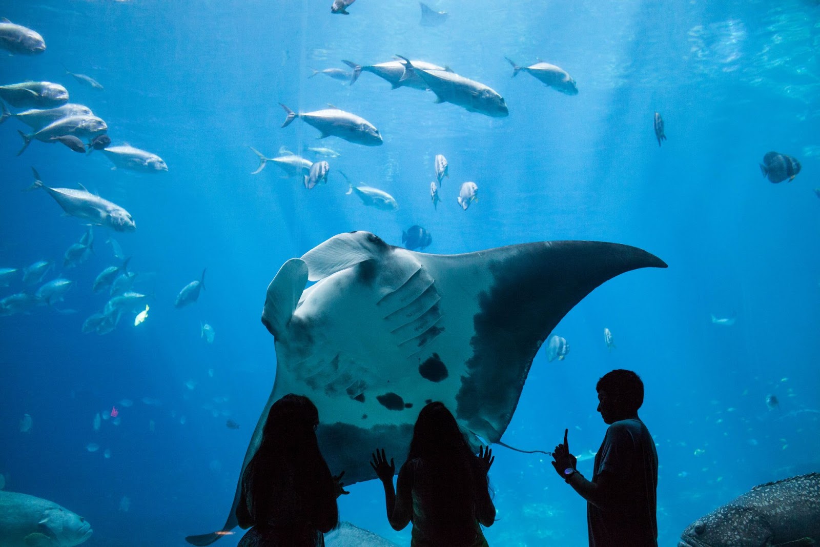 Exploring The Best of Aquarium