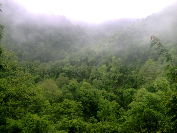 A Typical File Photo of Moist Deciduous Forests in Dandeli-Anshi Tiger Reserve: