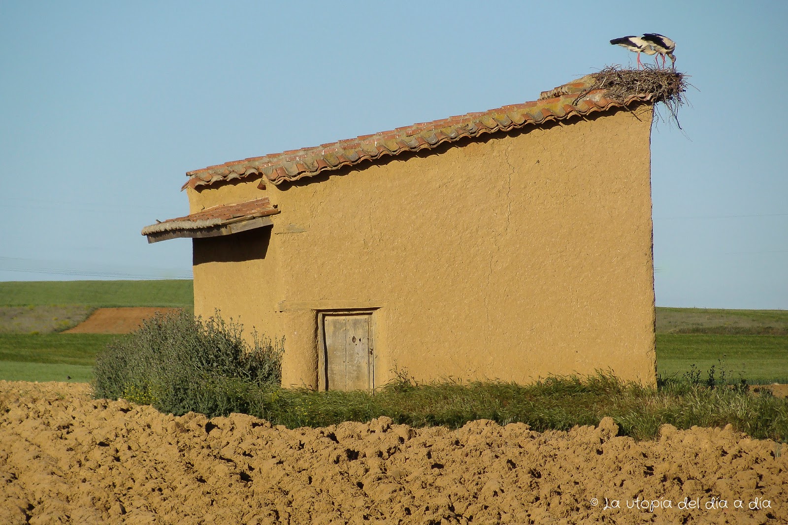 Para El bosque habitado desde el utópico palomar habitado 