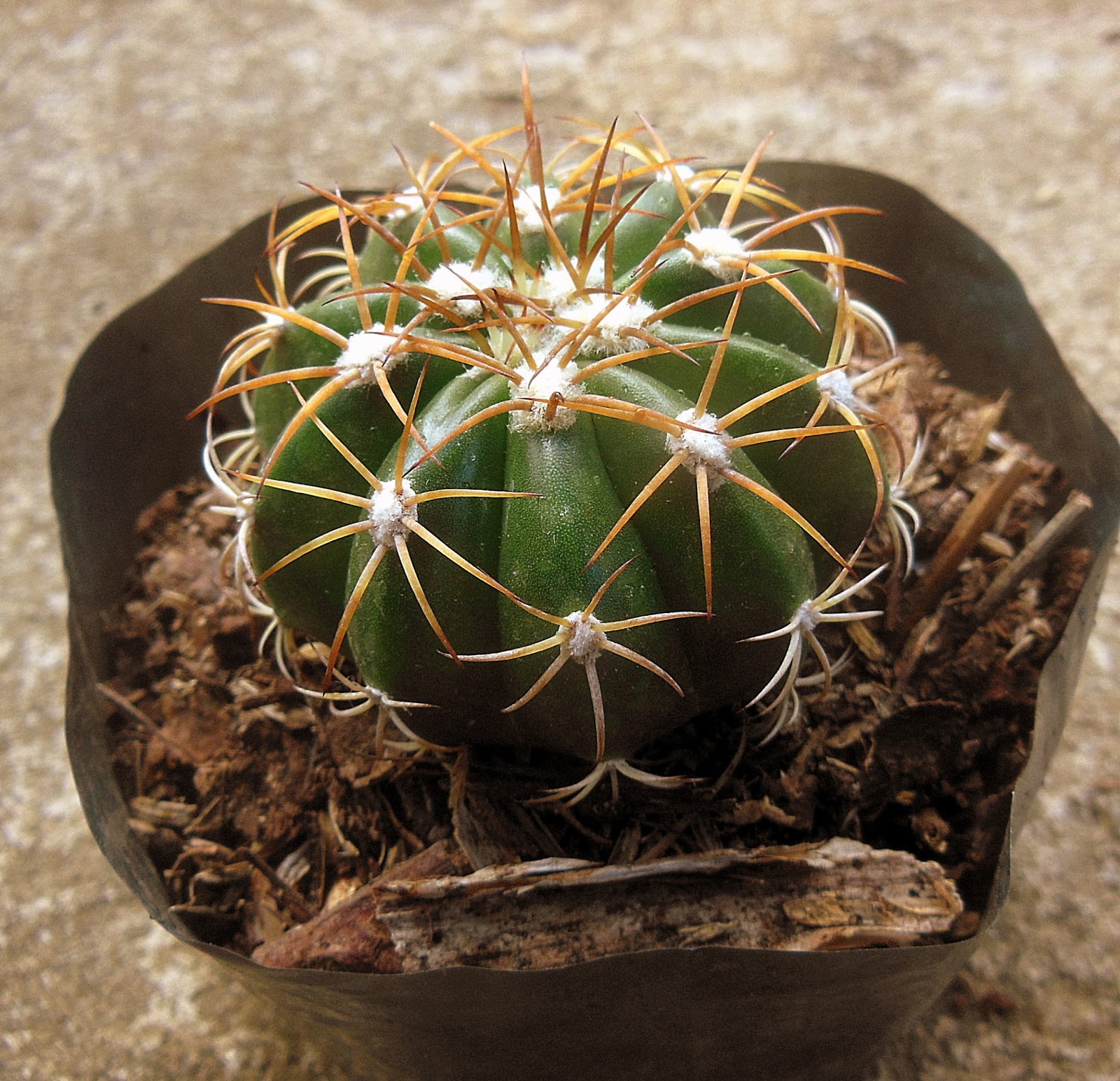 A stepbystep guide on potting cacti on mineral soils, P.1