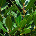 NO MORE VARICOSE VEINS, NO JOINT PAIN, NO MEMORY LOSS, OR HEADACHES THANKS TO THIS PLANT, KNOW IT!!