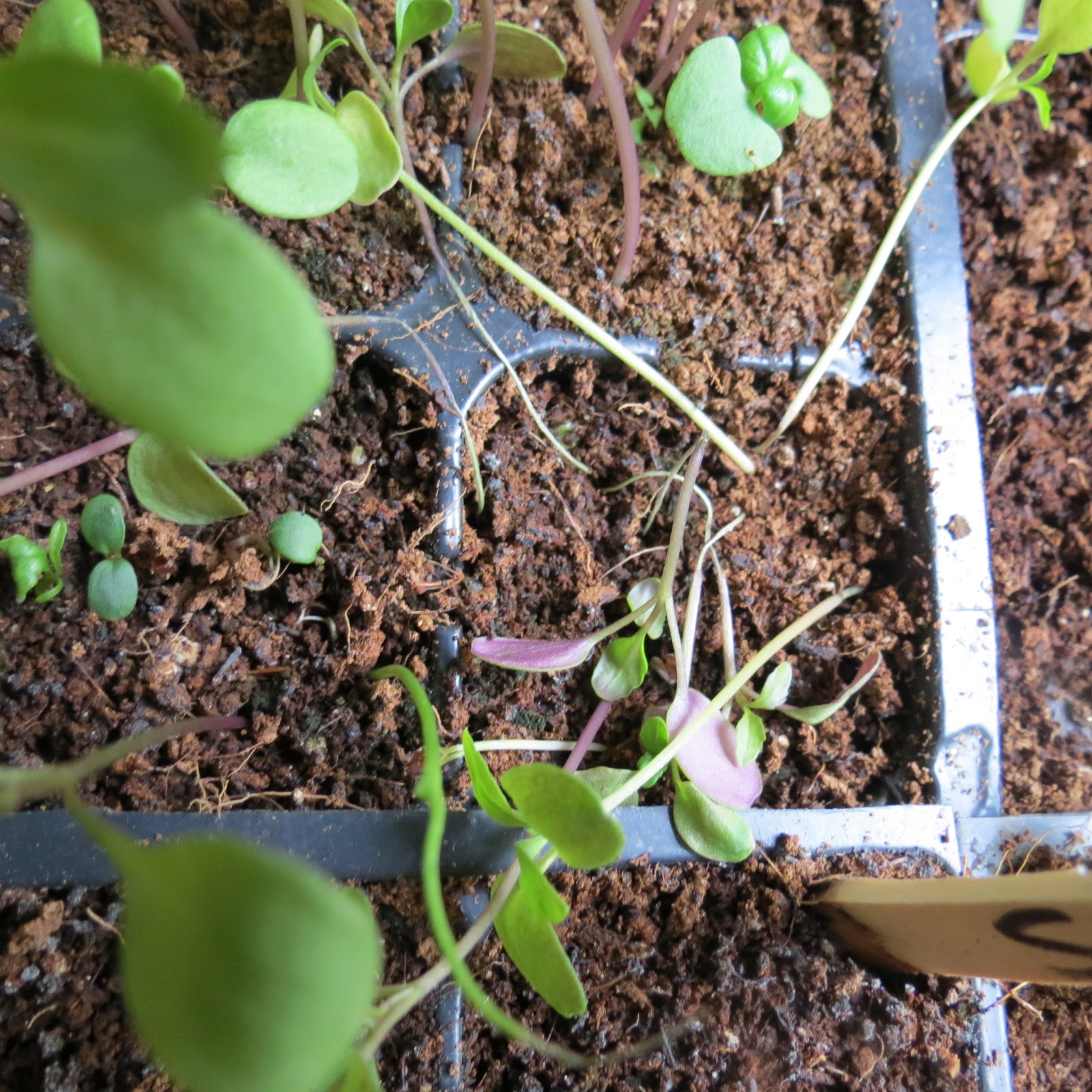 The Rusted Garden Journal Using Cinnamon on Seedlings Stop 'Damping Off' Diseases!