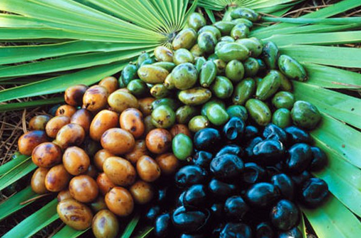 Saw Palmetto