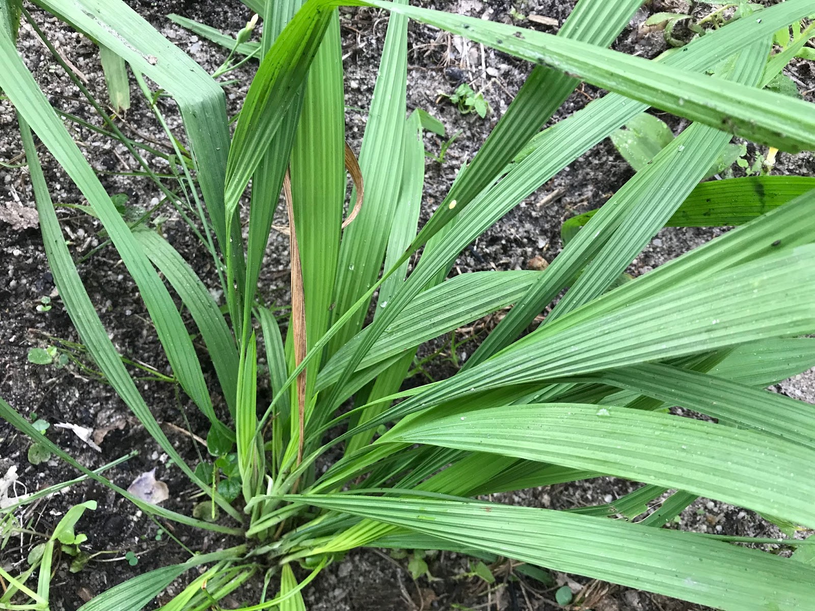 新/马草药自然医学 小红葱(獨腳絲茅) [穷人的田七].Dayak Onion (Eleutherine palmifolia