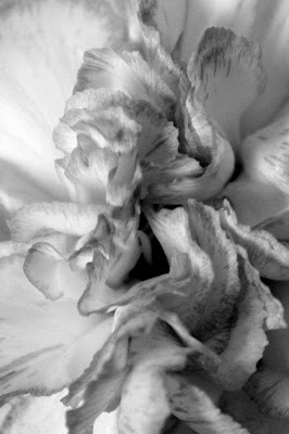 close up of a pink and white carnation in black and white