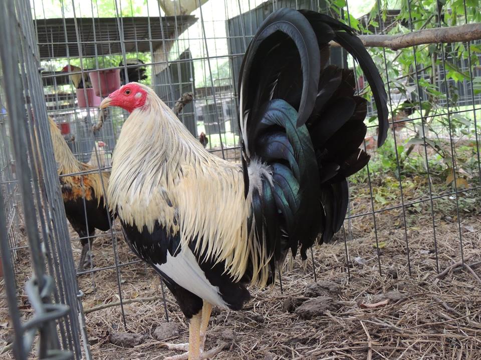 Gallos Finos, Aves de Combate, Gallos de Pelea... Oferta Pollos de