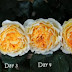 Cây hồng thân gỗ Beatrice