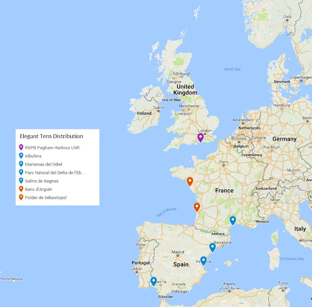 Elegant Tern distribution in Europe Elegant Tern distribution in Europe