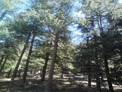 Bhaironghati - lovely forested area, covered by deodhar 
trees in the Himalayas