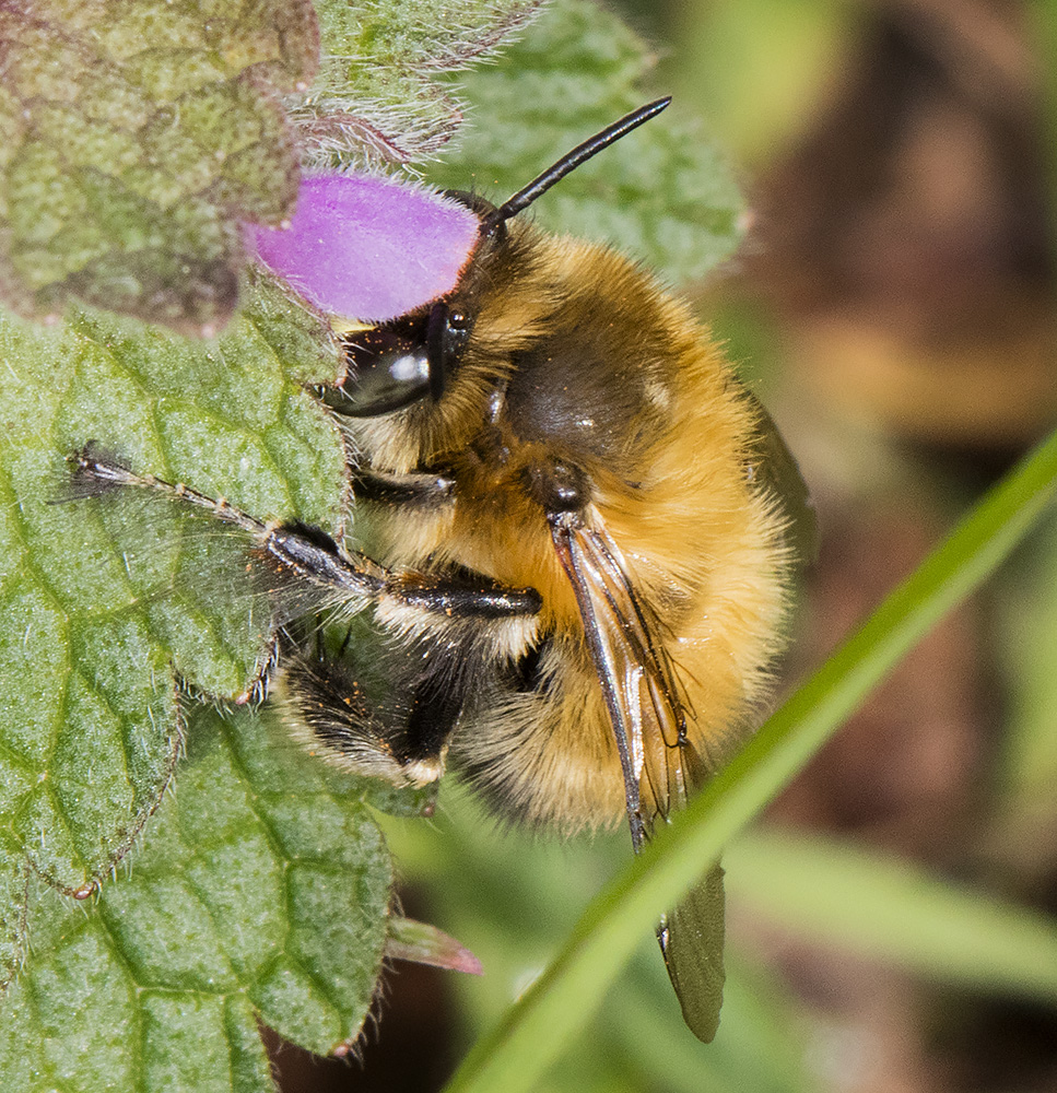 HairyFooted Flower Bee Naturally