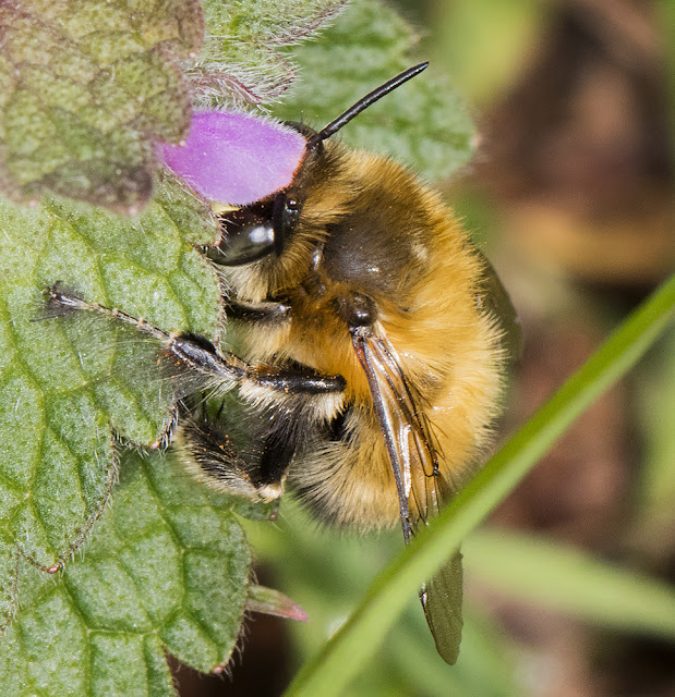 Hairy-footed Flower Bee, Anthophora plumipes. Male. West Wickham Common, 3 April 2016. Hairy-footed Flower Bee, Anthophora plumipes. Male. West Wickham Common, 3 April 2016.