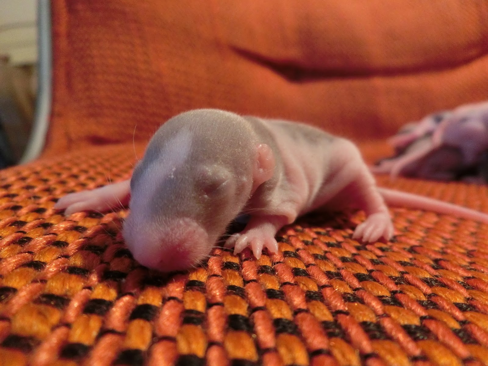 Nau speak Baby Rat Growth & Development Part 1 the first 10 days