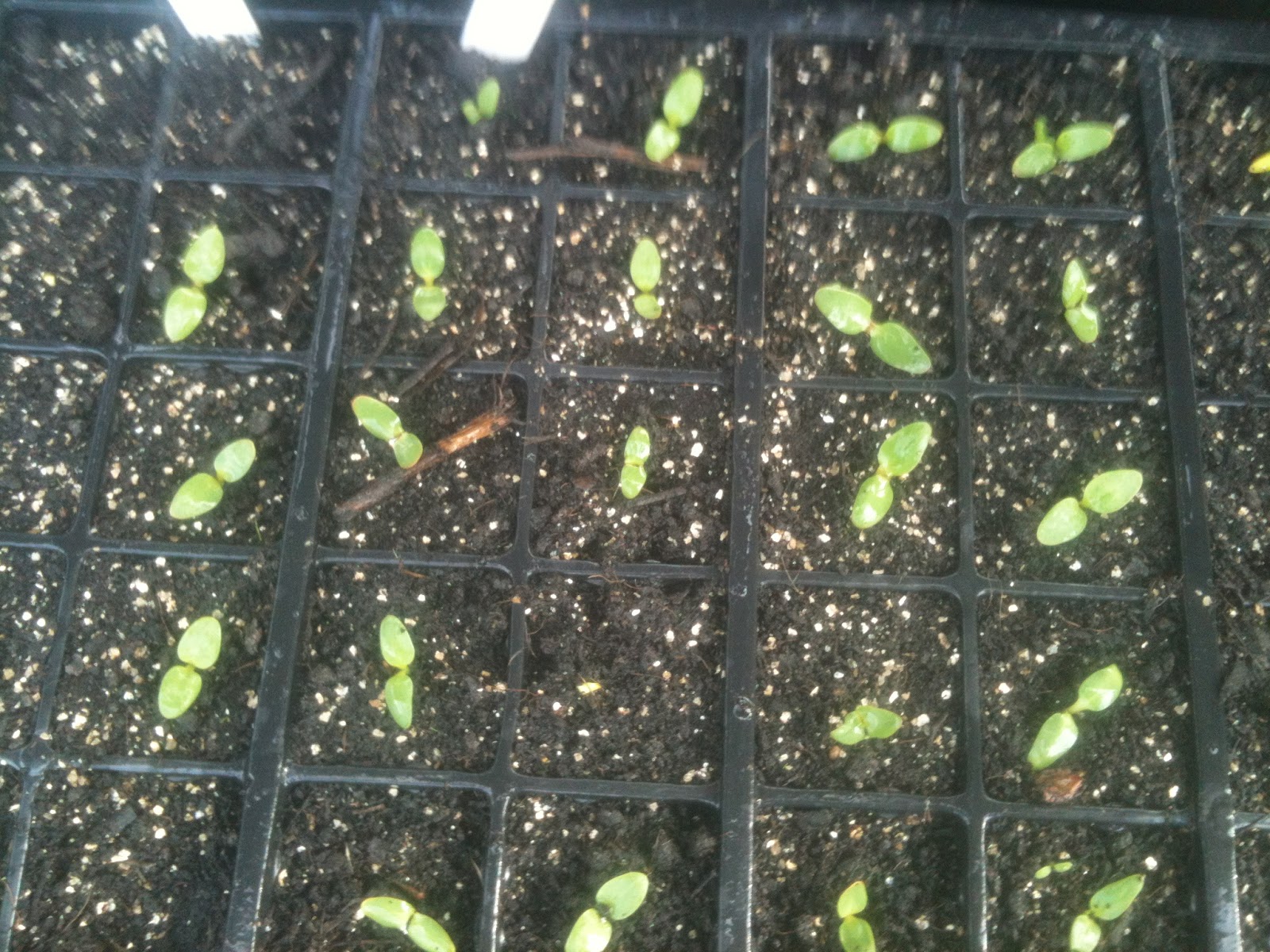 Growing Rhubarb from Seed The Follow Up Life on Pig Row