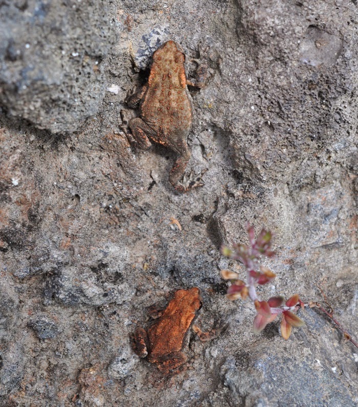 Crapaud Crapaud