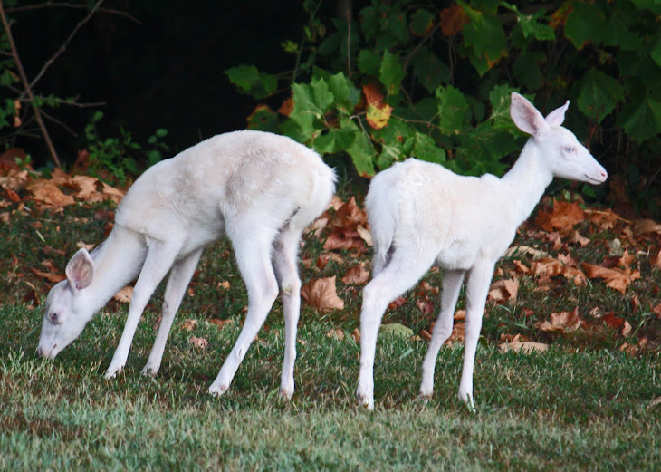 White Deer Twins on the Riverwalk