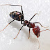 10 Massive Health Benefits Of Eating Ants