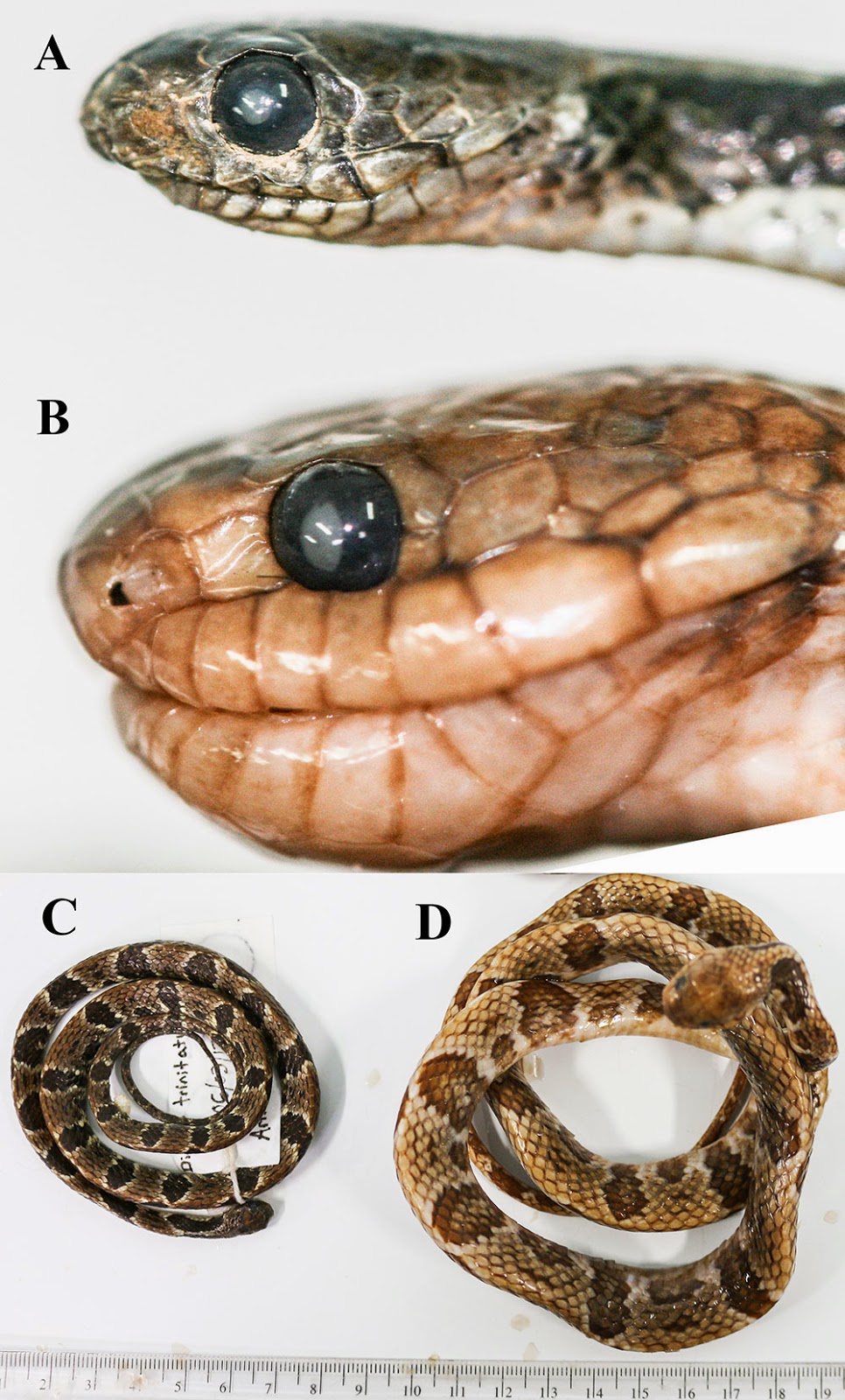 The Herpetology of Trinidad and Tobago Dipsas variegata the 44th