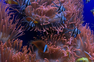 The Aquarium of Genoa/Genova